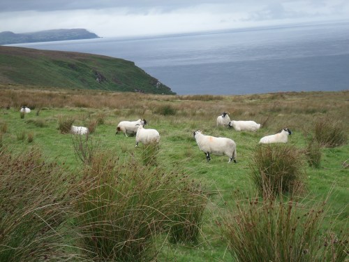 Sheep &amp; Glengad Head in distance
