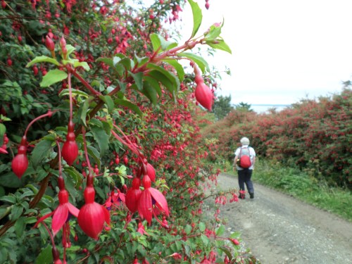 Hedgerows of Fuschia